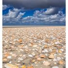 18. Mai. Muscheln auf Sand unter einem bewölkten Himmel.