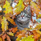 Text "Sammy" in Handschrift. Eine getigerte Katze schaut zwischen buntem Herbstlaub hervor. Atmosphärisches Herbstbild.