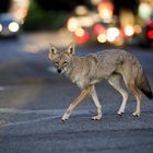 Ein Koyote überquert eine Straße in der Stadt, umgeben von unscharfen Lichtern vorbeifahrender Autos im Hintergrund.