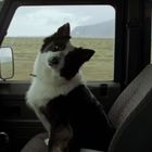 Ein schwarz-weißer Hund sitzt auf einem Autositz, schaut neugierig in die Kamera. Draußen Landschaft mit Bergen.