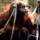 Ein großes zotteliges Wesen mit Hörnern sitzt. Eine junge Frau in weißer Bluse berührt es zärtlich. Steinmauer im Hintergrund.