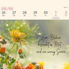 "Zum Blühen braucht es Mut - und ein wenig Sonne." Gelbe Blume mit grünem Hintergrund, Kalenderabschnitt oben.