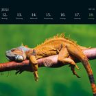 Kalender: Juli, Woche 28, Tage 12 bis 18. Ein Leguan ruht auf einem Ast vor einem grünen Hintergrund.