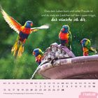 Text: "Dass dein Leben bunt und voller Freude ist und du stets ein Liedchen auf den Lippen trägst, das wünsche ich dir."  
Fünf Papageien an einem Brunnen, darunter Februar-Kalender.