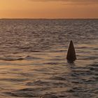 Ein einzelner Haifischflosse ragt aus dem Meer, während die Sonne am Horizont untergeht, warmes Licht verbreitet.