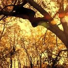 Es gibt keinen erkennbaren Text. In einem Baum hängt an einer Kette ein großer Hai-Spielzeugkopf. Die Szene ist herbstlich.