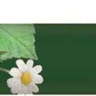 Ein grüner Stift mit goldener Spitze zeigt weiße Blumen und rote Beeren auf einem Blattmuster.