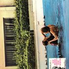 Schriftzug: "Telly Savalas in Ein Mann greift zur Waffe." Zwei Männer kämpfen in einem Pool neben einem Gebäude mit Efeu.