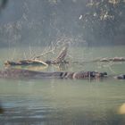 Flusspferd liegt halb unter Wasser in einem nebligen Fluss, umgeben von schwimmenden Ästen und dichter Vegetation.