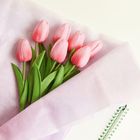 Ein Strauß rosa Tulpen in rosa Seidenpapier eingewickelt, liegt auf einem hellen Untergrund.