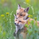 Texte: „Zusammen durch dick und dünn“ und „Oder durchs Gebüsch.“ Zwei junge Füchse in grünem Gras, einer kuschelt den anderen. 03.