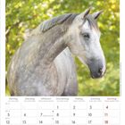 April 2027 Kalender, mehrsprachig. Bild zeigt ein graues Pferd vor unscharfem, grünem Hintergrund.