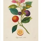 Eine Illustration zeigt "Bigarrade violette", ein botanisches Motiv mit Früchten, Blättern und Blüten. Unten steht eine rosafarbene "03".