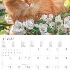 Oben: Roter Kater in einem Busch mit weißen Blüten. Unten: Kalender für April 2027 mit Feiertagen.