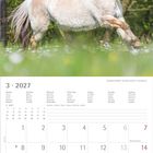 Kalender für März 2027. Ein Fjordpferd läuft auf einer Wiese mit Bäumen im Hintergrund und verwehten Mähne.