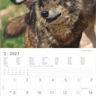 Kalenderseite für März 2027. Zwei Wölfe im Vordergrund, einer schaut direkt, der andere seitlich.