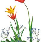 "03 März 2021 Tulpe", gelbe und rote Tulpen mit blauen Vergissmeinnicht auf weißem Hintergrund, Kalenderblatt.
