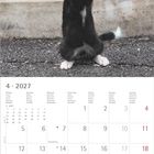 April 2027 Kalenderblatt. Bild: Schwarze Katze mit überraschter Mimik, sitzt mit gefalteten Pfoten auf Asphalt.