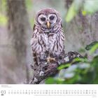 03, Sonntag, Soweit das Auge reicht. Kalender mit einer Eule auf einem Ast in einem Wald, umgeben von Moos und Blättern.