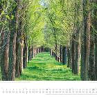März-Kalender mit einer Allee von Ulmen im Zhiletskom Park, Almaty. Baumreihen bilden einen grünen, lichtdurchfluteten Tunnel.