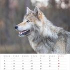 Kalender mit Monat April, zeigt Wochen und ein Wolfsporträt in der Natur.