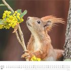 Märzkalender mit Eichhörnchen, das an gelben Blüten schnuppert. Verzweigter Ast in seinen Pfoten, naturbelassene Umgebung.