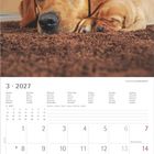 Kalender für März 2027, Wochenende in Rot. Zwei Hunde, einer groß und ein Welpe, liegen auf einem braunen Teppich.