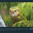 MÄRZ. Kalender mit Kakapo, einem moosgrünen Papagei im dichten grünen Wald.