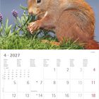 Kalender für April 2027. Oben ein rotes Eichhörnchen auf grüner Wiese mit lila Blüten. Kalenderwochen und Feiertage markiert.
