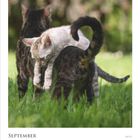 Text: "SEPTEMBER", "13 Montag", "14 Dienstag", "15 Mittwoch", "16 Donnerstag", "17 Freitag", "18 Samstag", "19 Sonntag", "19.9. Eidgenössischer Bettag, CH", "KW 37". Drei Katzen spielen auf einer Wiese.
