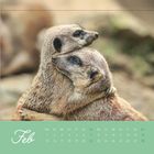 Kalender: Februar. Wochentage oben, 1.-28. darunter. Zwei Erdmännchen umarmen sich liebevoll.