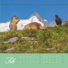 Text: "Feb" oben auf grünem Hintergrund mit Kalendertagen des Monats. Zwei Murmeltiere und ein Vogel vor schneebedeckten Bergen.
