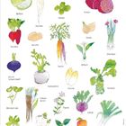 Text: „März“. Vegetarische Illustrationen mit Jahresübersicht: Weißkohl, Pastinake, Feldsalat, Rotkohl, usw.