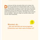 Text: "HERMLIN" und "Wusstest du... dass das Hermelin ein hervorragender Schwimmer auch über weite Strecken ist?"  
Beschreibung: Informative Illustration über das Hermelin, seine Winterfärbung und seine Schwimmfähigkeiten.