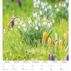 Kalender: Februar 2027. Ein Frühlingsbild mit Schneeglöckchen und Krokussen auf grünem Gras im Hintergrund.