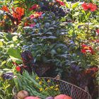 09, DUMONTS Landzauber 2027. Ein Garten mit üppigem Pflanzenwachstum und einem Korb voller Gemüse und Blumen.