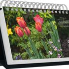 "9 Dienstag März. Tulpenmania: Tulpen stammen ursprünglich aus Zentralasien. Bild zeigt rote Tulpen in einem Garten."