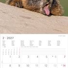 Text: „Leicht scharf“, ja? Ich spür mein Gesicht nicht mehr! 
Oben: Murmeltier mit Zunge raus auf einem Stein. Unten: Kalender Februar 2027.