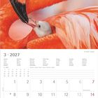 Kalender für März 2027, Wochentage in mehreren Sprachen. Oben ein Flamingo-Küken, das von einem Erwachsenen gefüttert wird.