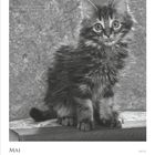 Zitat: "Ich kann allem widerstehen, nur nicht der Versuchung." - Oscar Wilde. Kalender für Mai mit Kätzchenbild.