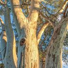 Kalender unten: 2021, Februar. Zahlen 1-28. Blau markiert: 7, 14, 21. Foto oben: Ein Baum mit glatter Rinde.
