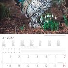 Kalenderblatt für März 2027. Bild: Ein bunter Hahn steht neben Schneeglöckchen auf Waldboden.