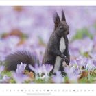 Kalenderdaten: Tage 1 bis 30, April 2027. Ein Eichhörnchen steht in einem Feld von violetten Krokussen.