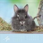 Apr; Kalender mit April-Daten; niedlicher, flauschiger grauer Hase auf Stroh vor unscharfem Hintergrund.