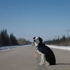 Ein Hund sitzt auf einer leeren Straße, umgeben von schneebedeckten Bäumen unter einem klaren blauen Himmel.