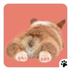 Ein Corgi liegt auf dem Bauch, mit Blick auf den flauschigen, herzförmigen Hintern; Pfotenabdruck-Logo unten rechts.