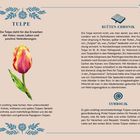 Logo mit Text: "TULPE – Die Tulpe steht für das Erwachen der Natur, neues Leben und positive Veränderungen." Illustration einer mehrfarbigen Tulpe.