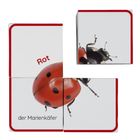 Die Texte „Rot“ und „der Marienkäfer“ stehen neben einem Marienkäfer in bunten Würfeln.