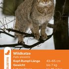 Text mit Infos zu Wildkatze: Länge 43–65 cm, Gewicht bis 7 kg, Leben bis 10 Jahre. Abgebildet: Katze auf Ast im Winter.