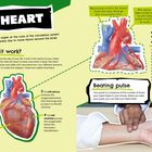 "The Heart": Text über Herzfunktion, Aufbau. Bild eines Herzens, Handgelenk wird abgetastet. Informationen zu Arterien.